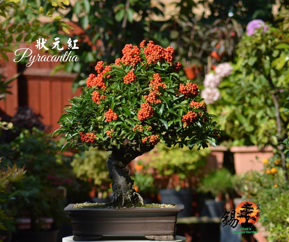 Shek_Bonsai's tweet photo. Pyracantha (Firethorn)
火刺木 / 狀元紅 https://t.co/UZ0m93VCl8