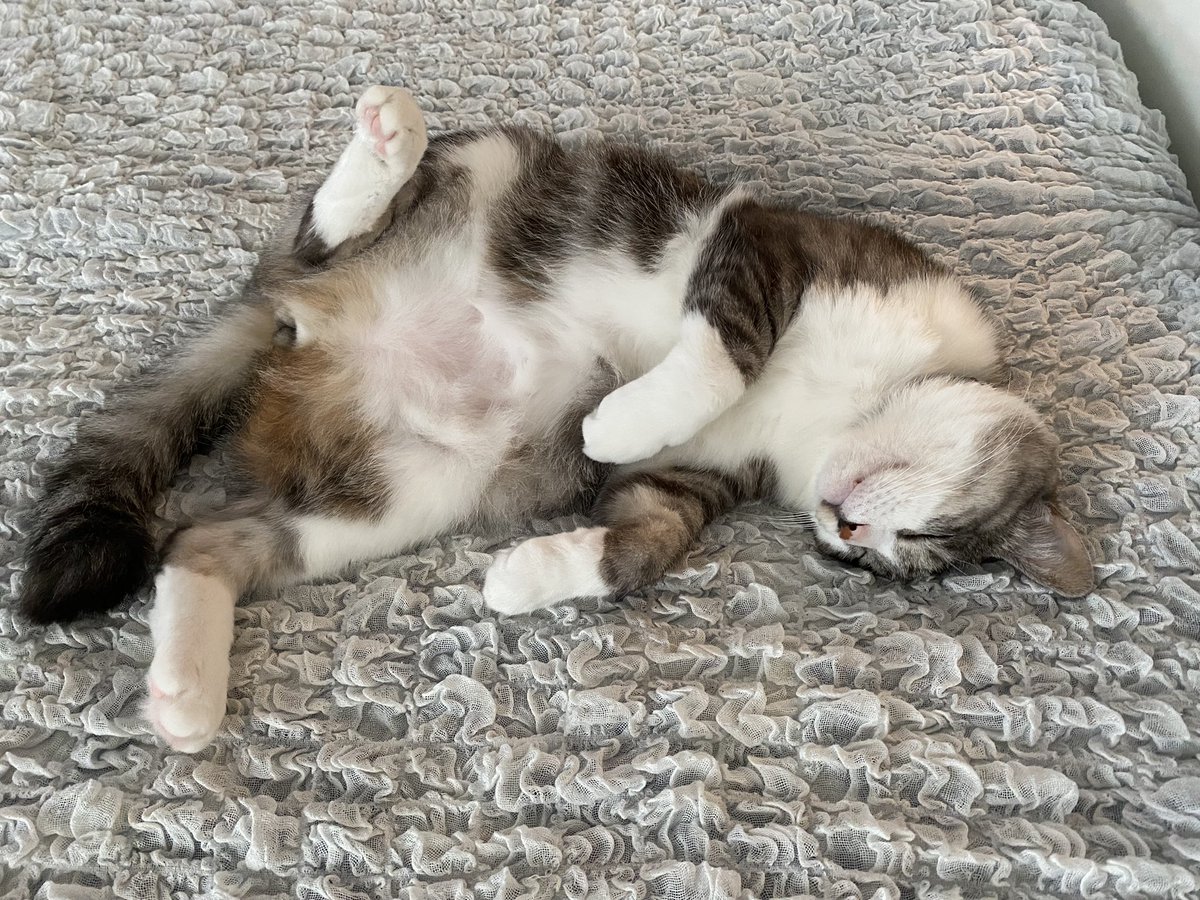 yoko_ao85's tweet photo. 朝ごはん食べて安心して眠るニャンズ。
この寝顔を見て「今日も頑張るぞー！」って思う私。 https://t.co/BJxsXwcW36