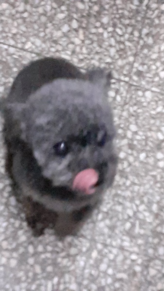 mbv4lentina's tweet photo. mi perro lilo https://t.co/nvk3EmEAZQ