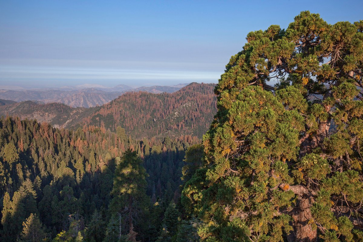 The view from the top of a giant sequoia at the edge of Giant Forest, looking down into the area now burning in the Colony Fire. Note all of the tree mortality. Hopefully the fire is not burning too hot. #KNPComplexFire #ColonyFire #SequoiaNationalPark  #giantsequoias