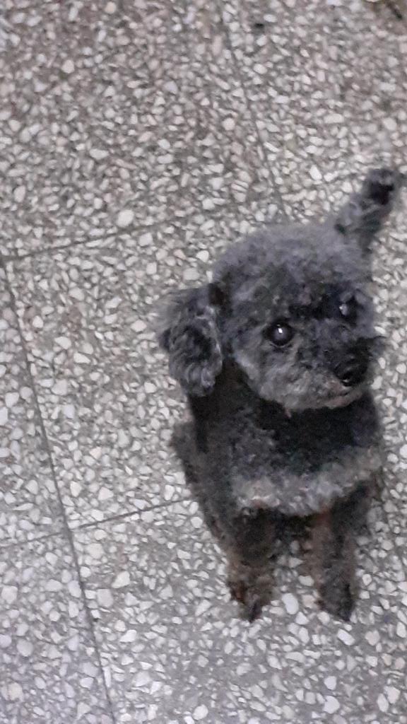 mbv4lentina's tweet photo. mi perro lilo https://t.co/nvk3EmEAZQ