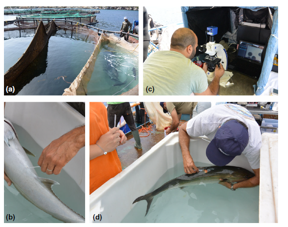RAQjournal's tweet photo. Reproduction of greater amberjack and other members of the family Carangidae
Corriero et al. review this important topic in the latest edition of RAQ (13-4) 👇
https://t.co/ZhSew84gLy
#RAQresearch #aquacultureresearch #fishreproduction #amberjack #aquaculture @unibait https://t.co/6BpQa4VcN1