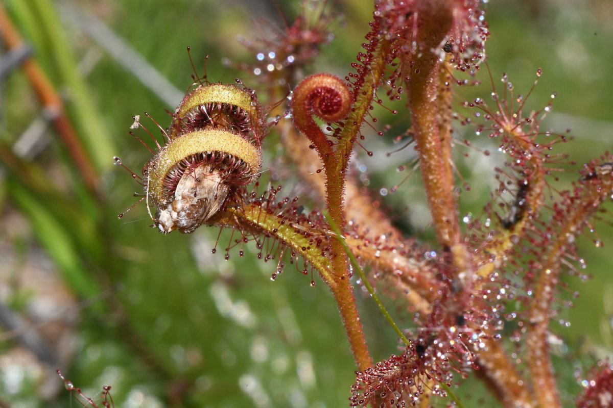 Joey Santore tweet media