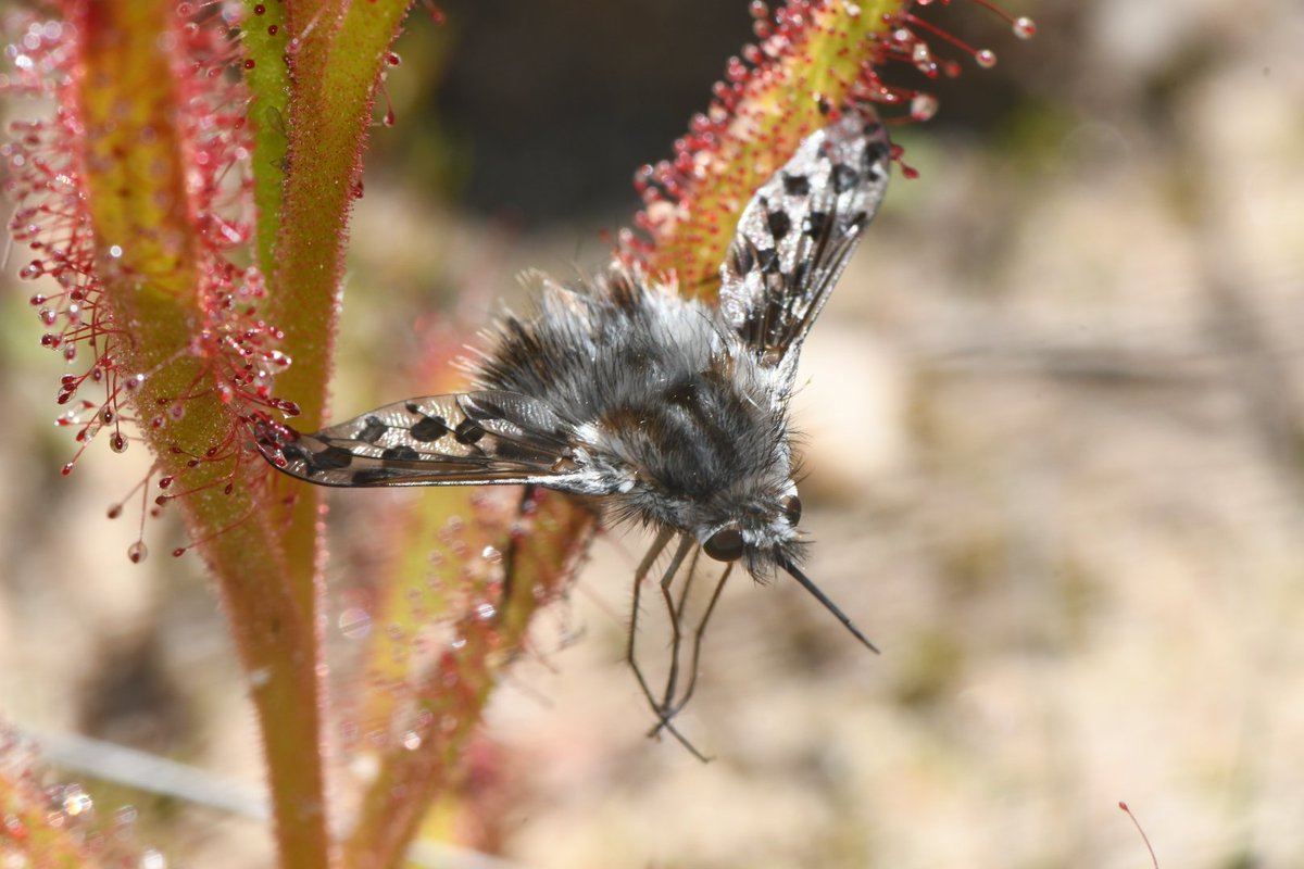 Joey Santore tweet media