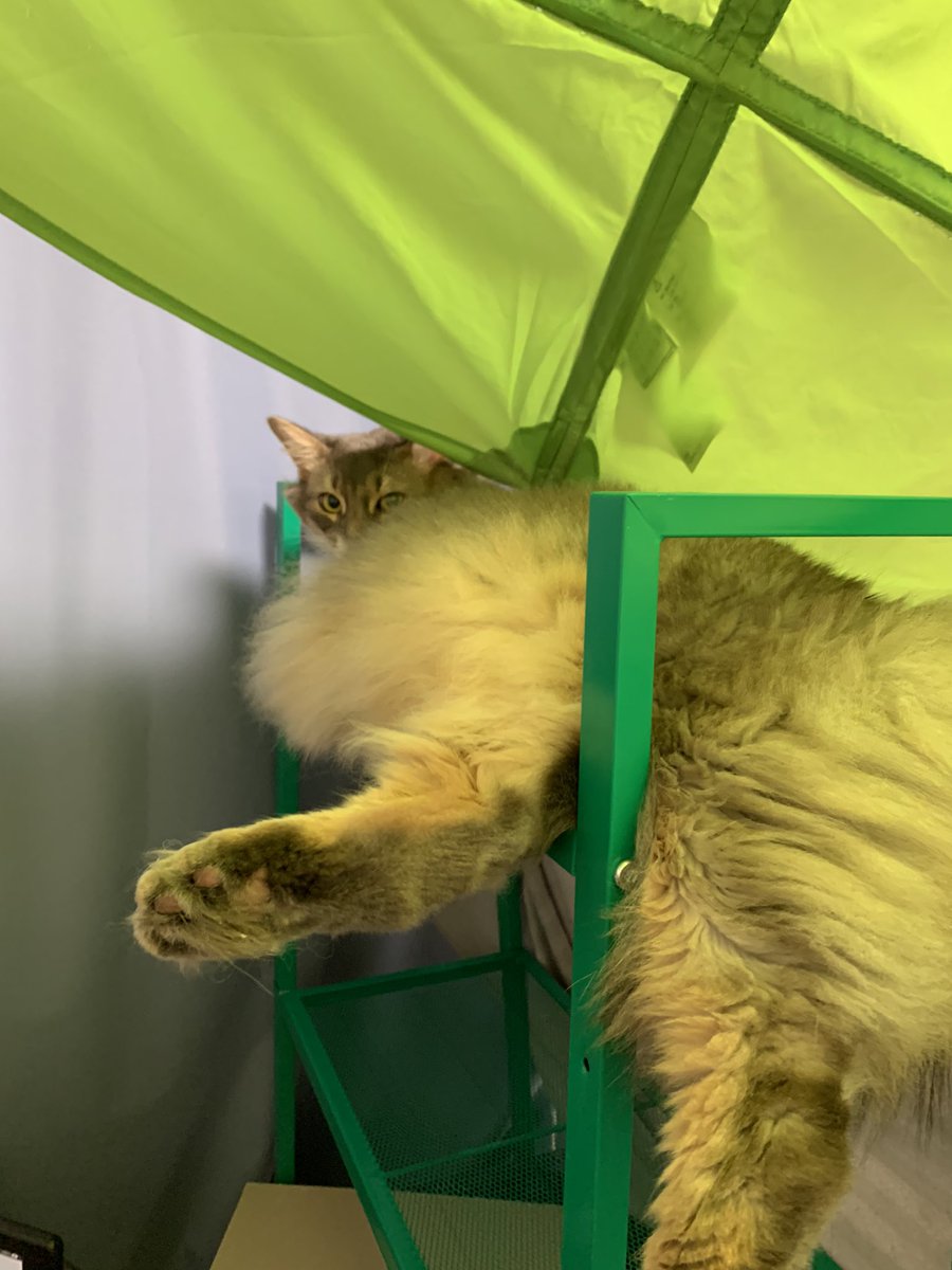 ソマリ のtwitter検索結果 Yahoo リアルタイム検索