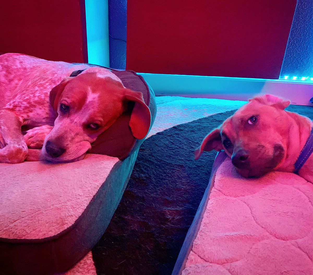 ThatJasPatrick's tweet photo. “Hey! That was a pretty damn good take if I do say so myself! What do you guys think?”
Dogs: …
“Everybody’s a critic.”
#studiodogs #voiceacting #volife #dogdirector #voiceover https://t.co/uU03XF0KbD