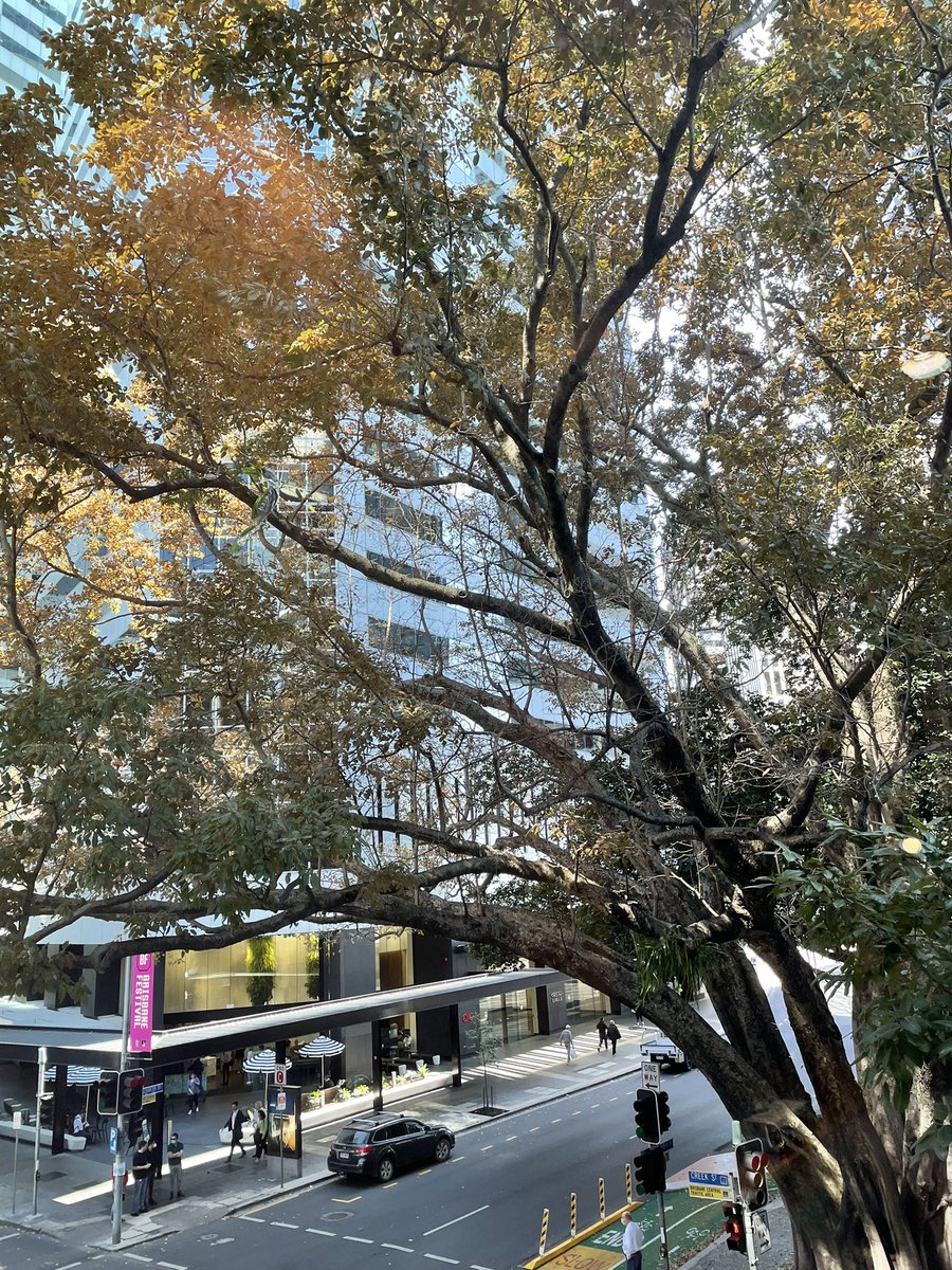 iamdamoj's tweet photo. @brisbanecityqld we have a veryy old, large and very unwell irreplaceable fig tree. Can it get some love ASAP? Calling all #Brisbane #Arborists
#brisbanecity @abcbrisbane @9NewsQueensland https://t.co/jwUFMNvrQS