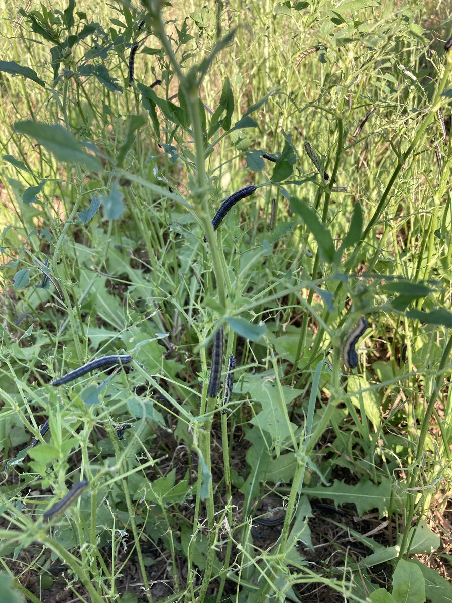 NicoleStecklein's tweet photo. Been a crazy week. An hour after I left this field near Traer I got a phone call from a buddy in cascade. Very widespread heavy infestations https://t.co/9KTSTIFqpK