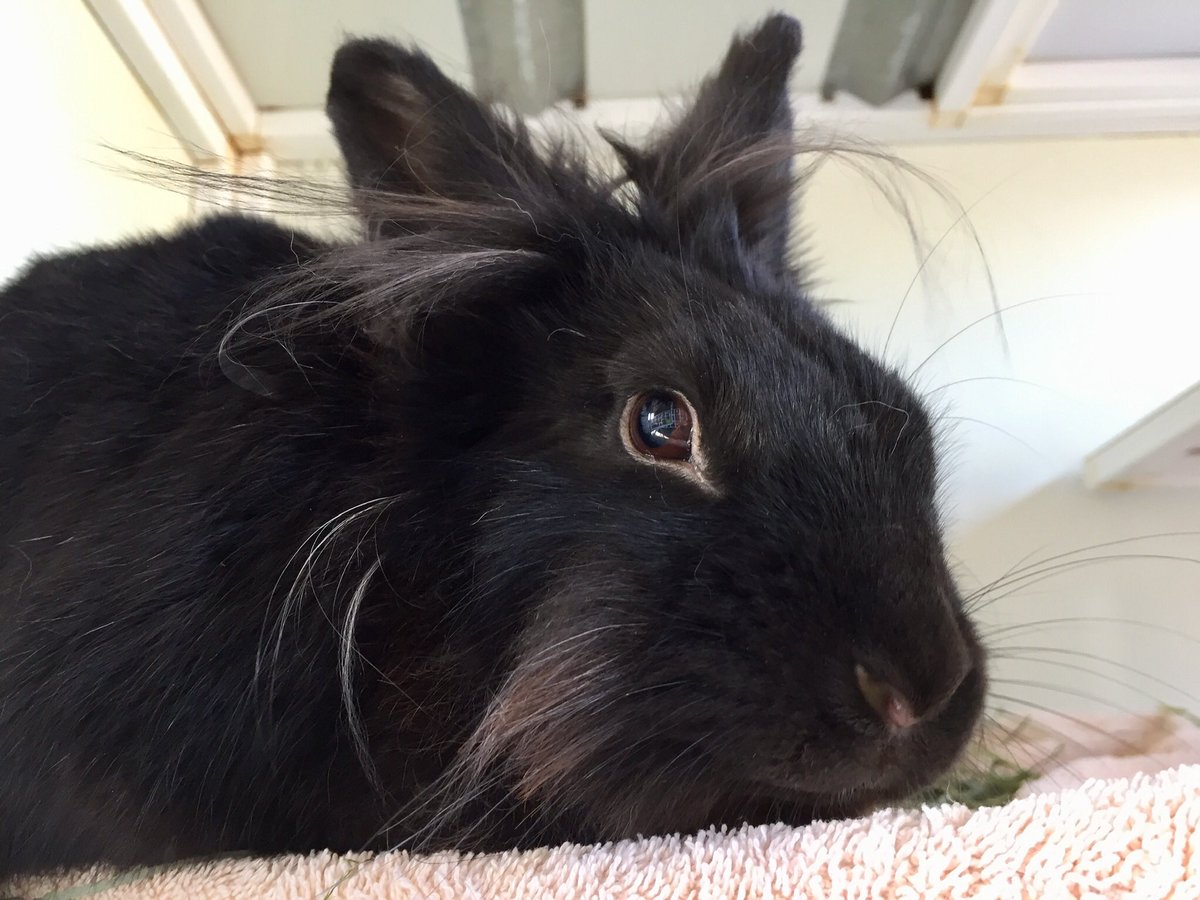 BunnyBrigade's tweet photo. Adoptable Noir may be small but she is bursting with personality! Noir absolutely loves to be pet, to explore and to climb on people. She will not hesitate to hop in your lap to sniff you up and down and beg for pets.❤️ #adoptablepets #bunnies https://t.co/A6nFewBmYH