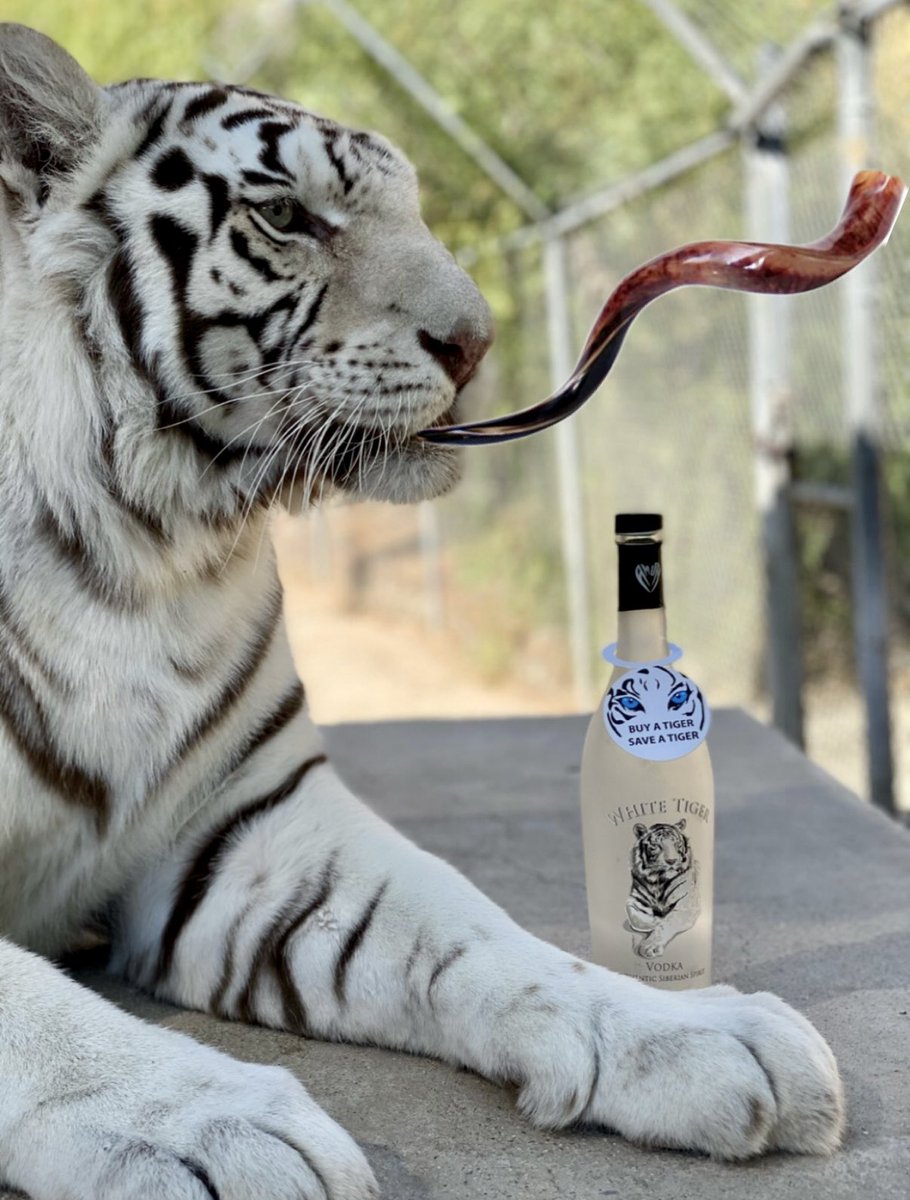 Ziyka’s Skills:

Endorsing White Tiger Vodka: A+
Blowing the Shofar: C-, but we’re practicing!

Gmar Tov, we hope everyone had an easy fast and a meaningful Yom Kippur! Now, time to break the fast with some White Tiger Vodka!