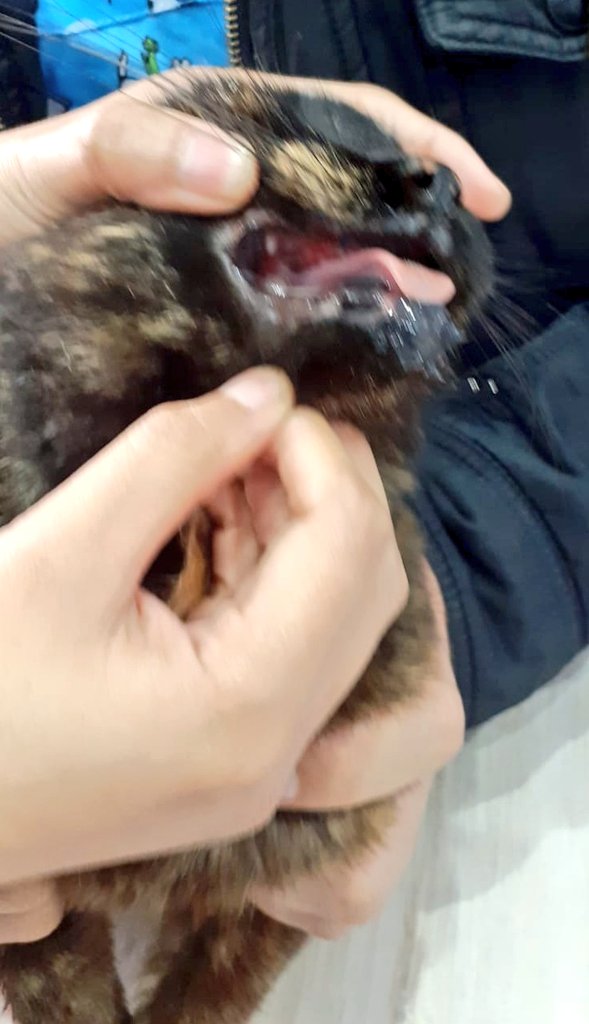 incondic_peru's tweet photo. #OPERADOS!💕👨🏻⚕️
Con los donativos de @anajarav @MorgensternRodo @yosoypao @ruben_prado_v @enielbam @MABRUXI @BrokenHome
@didi2002_2 @rocio24163127
@jara_ore @ingeresae @Liova_mp @Jairo_1791 @claudia_ccsi @Taniarosas628
Mil gracias amigos por la ayuda!!!
#ApadrinarSalvaVidas https://t.co/0TPbPHsDwr