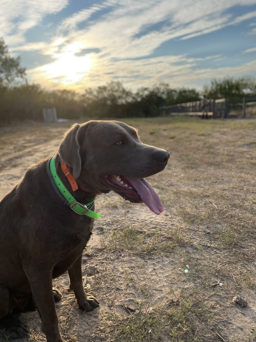 Sorry I can’t tonight. My dog and I have plans. #retrievers #labs #silverlab #palomasinnidal #doveseason2021