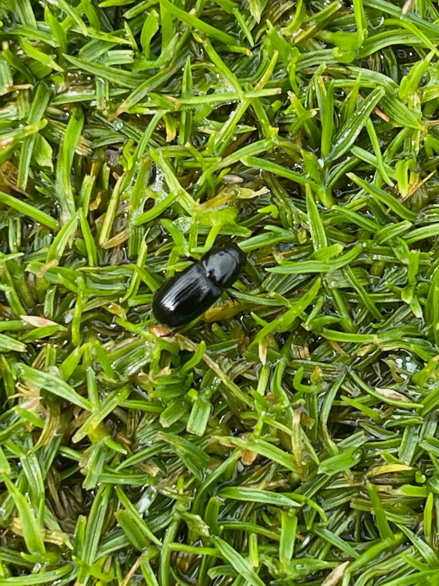 This week 2nd Yr DTM students used a soap flush to expose a couple BTA at the new GTI in their Turf Insects and Weeds course.