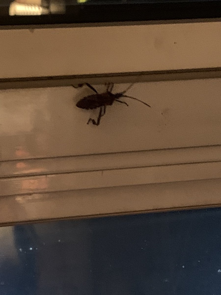 ElevatedBliss's tweet image. Send Help! 😱 #BuggingOut