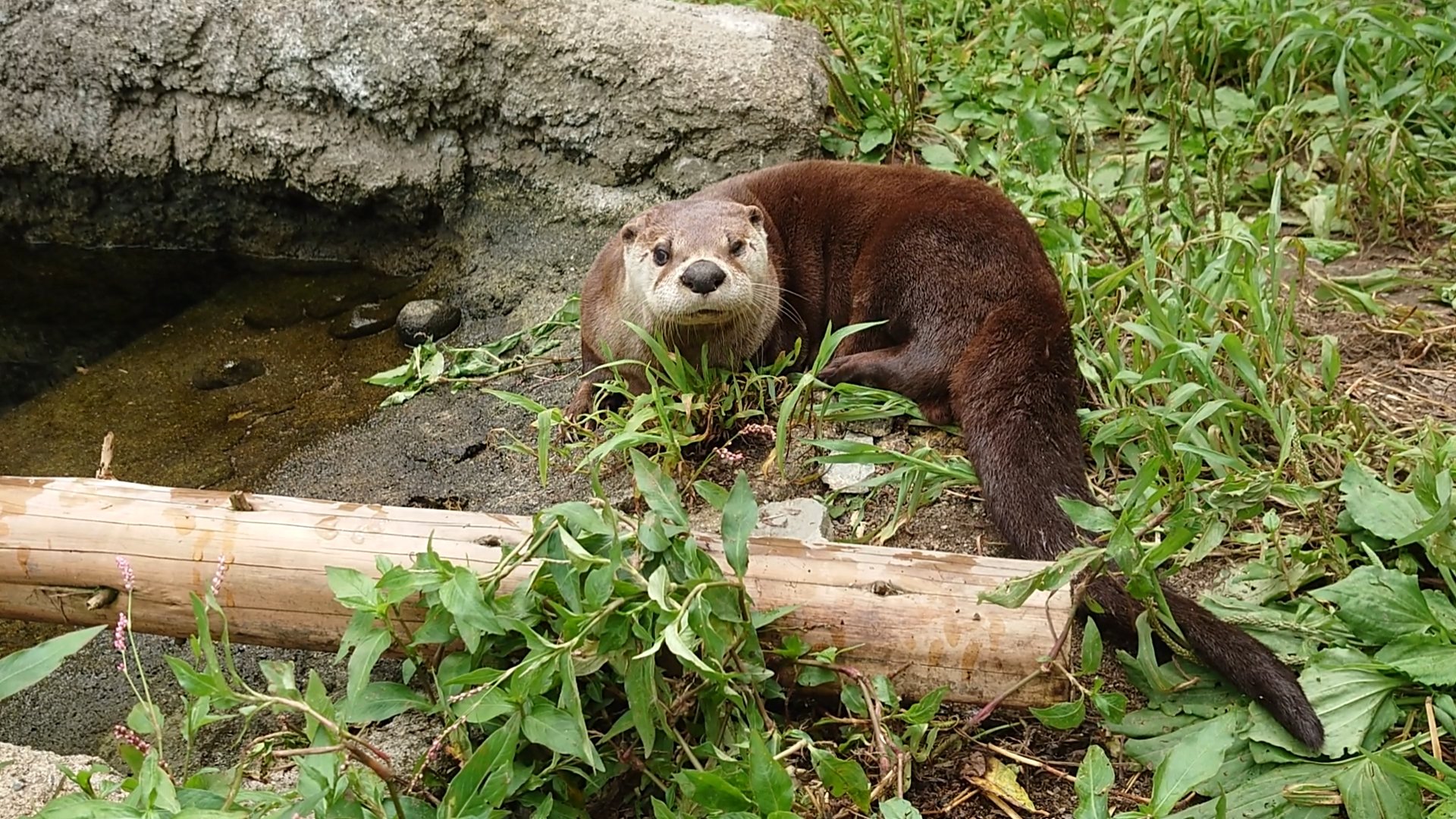 盛岡市動物公園 Zoomo 釧路市動物園へ帰るカナダカワウソのオス リッキー 盛岡での思い出を引き継ぐため メッセージボードと思い出写真ボードを9月17日 金 から今期最終開園日の9月28日 火 までカワウソ舎隣に設置しています 温かいメッセージや