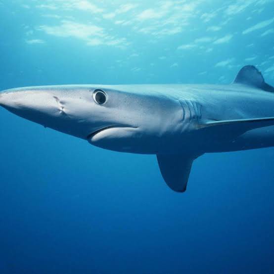 🚨New paper 🚨 

New work out by <a href="/sush_mukherji/">Sushmita Mukherji</a> &amp; co in <a href="/SpringerNature/">Springer Nature</a>. The authors produced preliminary #age and #growth estimates for #bluesharks from #PNG 

Full paper here ➡️ rdcu.be/cxHM6