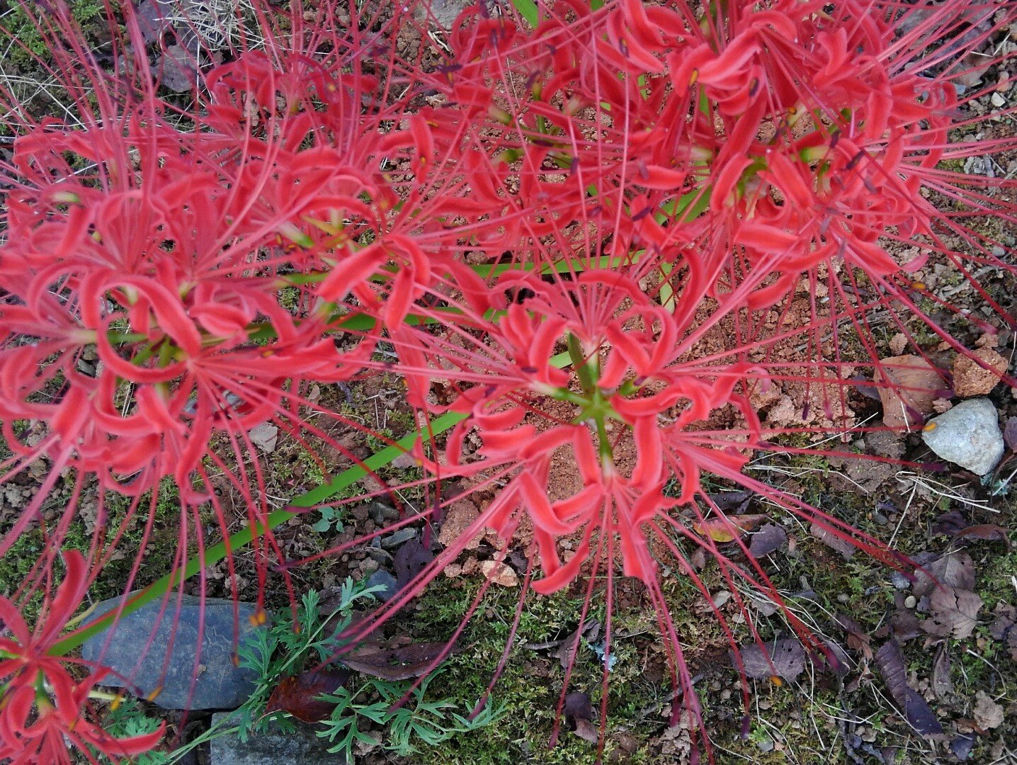 リアス アーク美術館山内 曼珠沙華 いつの間に咲いたのか 気仙沼は すっかり秋です 曼珠沙華はヒガンバナの別名 学名はリコリス ラジアータ 英語では レッドスパイダーリリー どれも素敵な名前です T Co 9unzbjtw0h Twitter