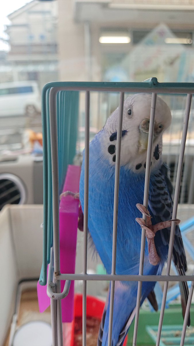 ট ইট র Nacs おるたなーボン人 インコ達がやっていることが可愛い仕草が正義です