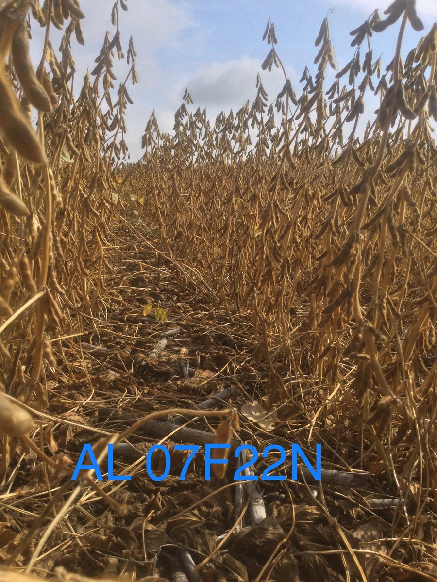Allegiant Xtendflex variety 07F22N looking great in North Central SD at ⁦@CHSRiverPlains⁩ Innovation Plot. ⁦<a href="/AllegiantSeed/">AllegiantSeed</a>⁩