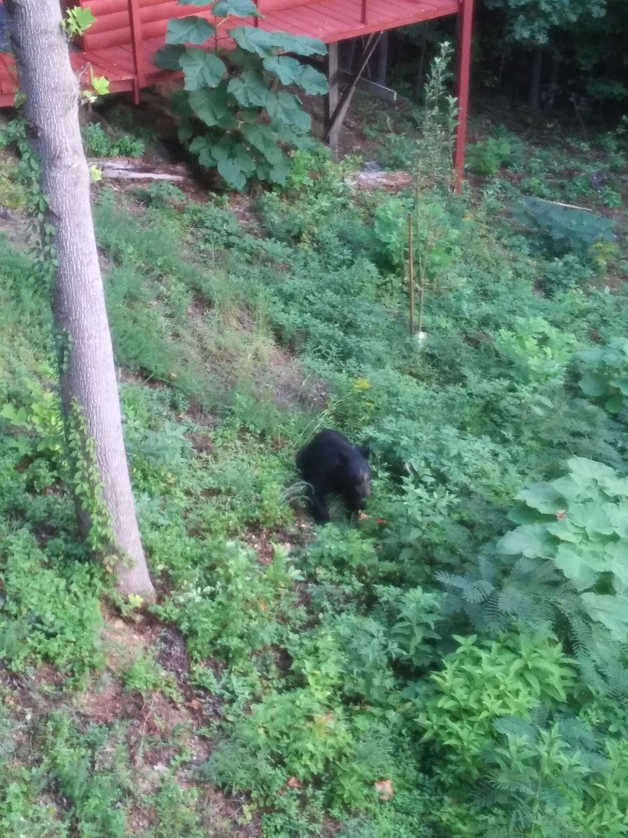 When the neighbors yell to get your attention