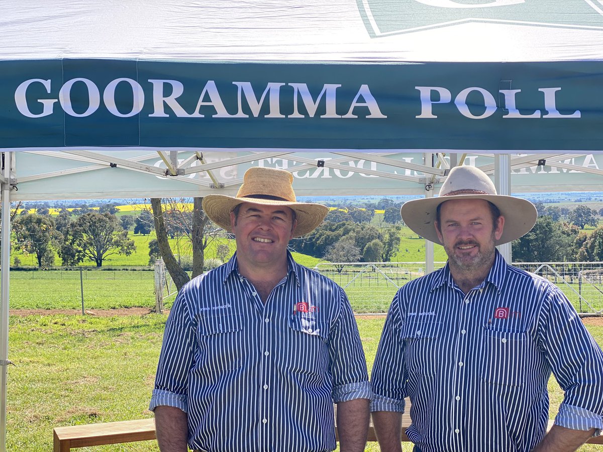 Cracking day for the Gooramma Poll Dorset Stud Sale <a href="/AdamRandall83/">Adam Randall</a>