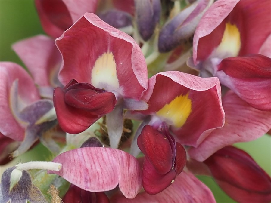 パオちゃん 倉敷市立自然史博物館 くらしき花だより No 30 鶴形山 つるがたやま で 秋の七草のひとつ クズ マメ科 が紅紫色の花を咲かせています 花には ぶどうのような 香りがあります 同じマメ科のフジと似た花ですが フジの花序 かじ