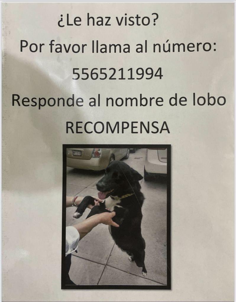 Ecatepec de Morelos y G.A.M., la colonia se llama Altavilla <a href="/Ecatepec/">Ecatepec</a> <a href="/Alerta_Ecatepec/">Denuncia Ecatepec</a> <a href="/EcatepecdeMorel/">Ecatepec de Morelos</a> <a href="/PrrosPerdidosMX/">PerrosPerdidosMx</a> <a href="/mimascotaperdi1/">Mi mascota perdida MX</a> <a href="/lawera33/">Perros Encontrados sin su dueño</a> <a href="/PpEncontradosMx/">PerrosEncontrados</a> <a href="/sebuscaCdMx/">Busca a tu mascota</a> <a href="/MascotaCoyoacan/">Mascotas Coyoacán 🐾</a> <a href="/MascotasSismo/">Mascotas Sismo</a> @CaninaAmber <a href="/UbicapetMexico/">UBICAPET MÉXICO</a> <a href="/nydiacervera/">Nydia Cervera</a> <a href="/EsEstra/">A L I 🐾</a> <a href="/da_dolores/">CDEO. DOLORES ALARCON</a>