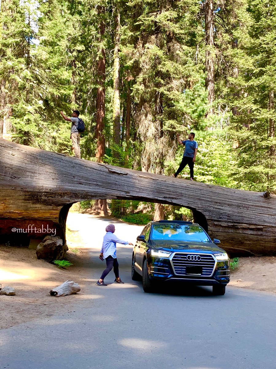 6月にupしたのと微妙に違うジャイアント•セコイアの写真を。
地球上で最も大きい（容積）ジェネラル・シャーマンの木。樹齢は2200〜3500年と言われているそうです。
倒木をくり抜いて車で通り抜けができるようにしている観光名所の一つ、トンネル・ログ。
写っているのは知らない人と車。
#SequoiaNP