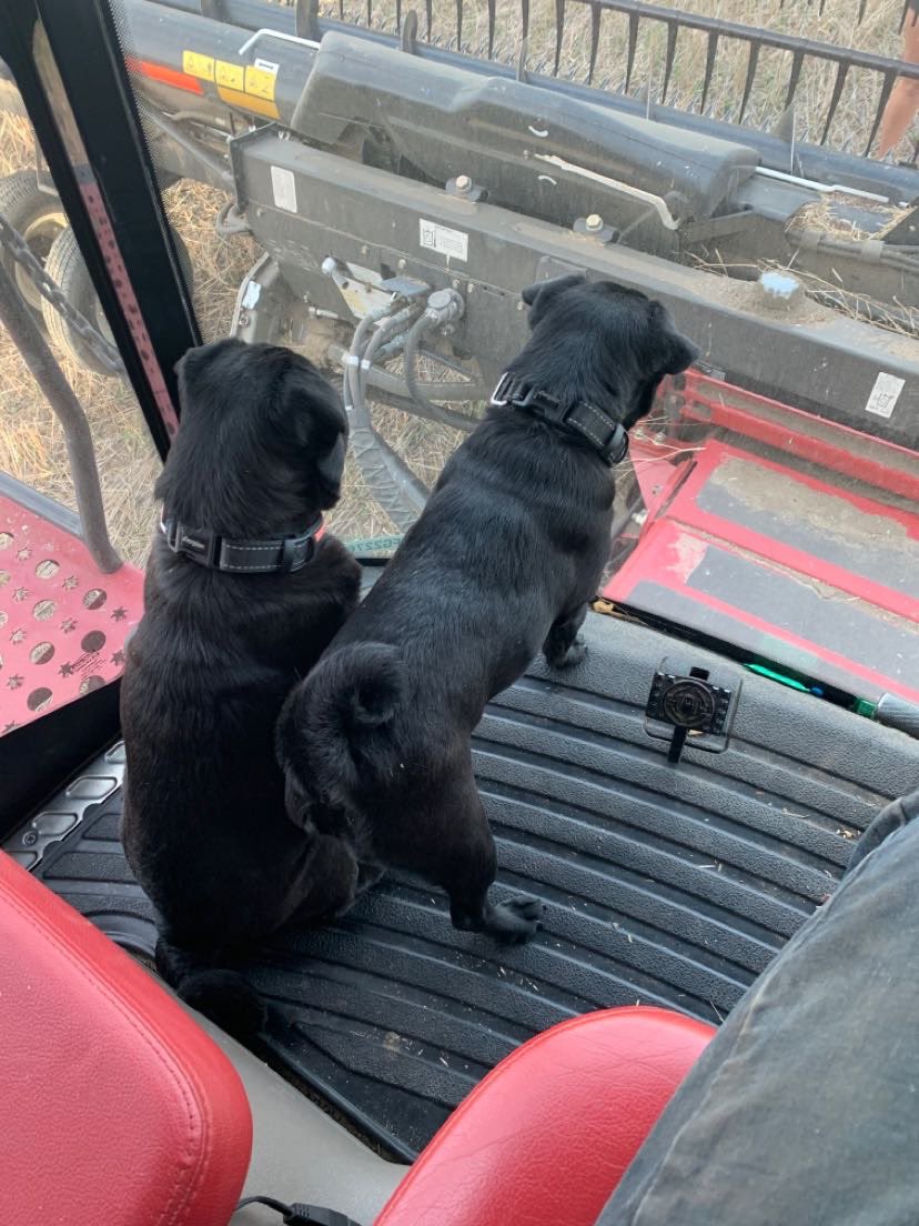 Bkingc4's tweet photo. #harvest21 is a wrap. @RedheadEquip #redheadequipmentharvest2021 #Drought21 #thepuglife #familyfarm https://t.co/1DeemHsNhv