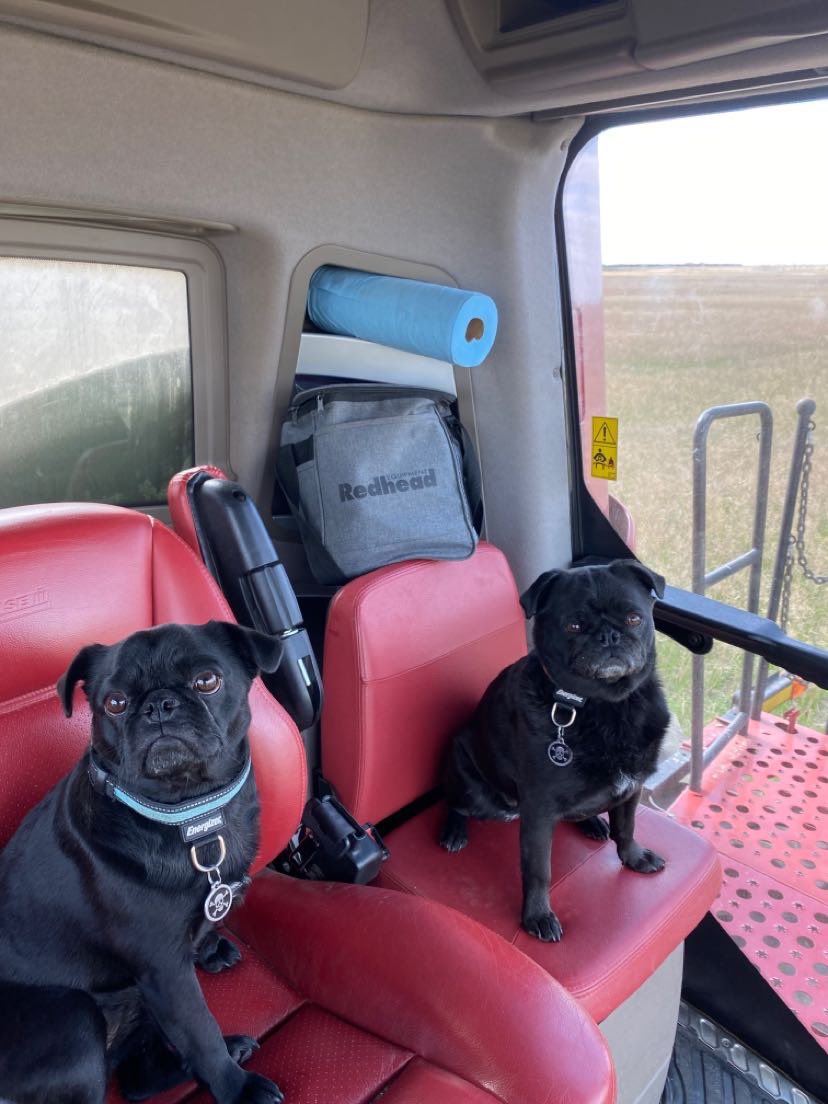 Bkingc4's tweet photo. #harvest21 is a wrap. @RedheadEquip #redheadequipmentharvest2021 #Drought21 #thepuglife #familyfarm https://t.co/1DeemHsNhv