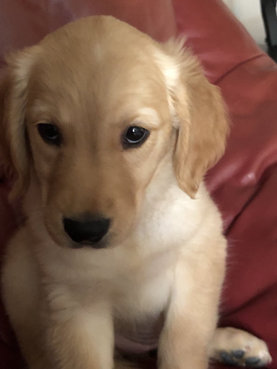 I had to send my puppy Gracie to heaven in May. As devastated as I was, I gathered myself and bought a new Golden Retriever that I call Rosie. In spite of the world collapsing around me at times, she makes everything all right ❤️