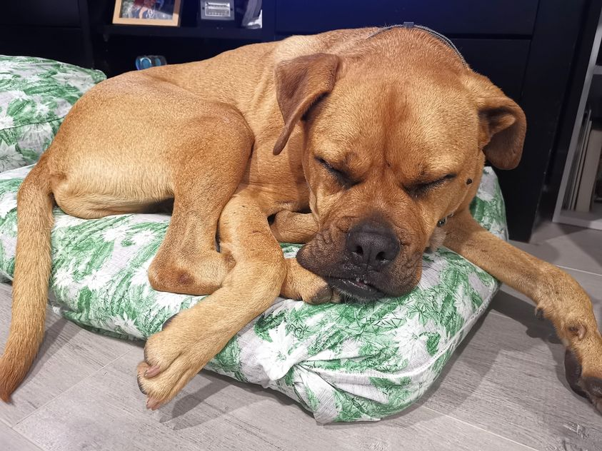 PawsitiveTales's tweet photo. To finish off the week, we're very excited to share a special tale. Today's story focuses on Chained Dog Rehabilitation &amp; Rehoming NZ. They are an amazing organisation and have helped many doggos. This is Chained Dogs Rehabilitation and Rehoming's story. 
https://t.co/3dRPDVC8sg https://t.co/xFlmlyfjQ4