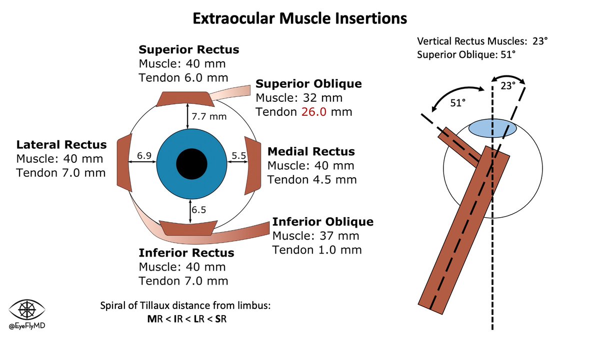Here's EOMs by the numbers. The Spiral of Tillaux follows the MILS pattern. The Superior Oblique has the longest tendon and the vertical recti muscles insert at a 23° angle to the visual axis. 
#Ophthalmology #ophthotwitter #medtwitter