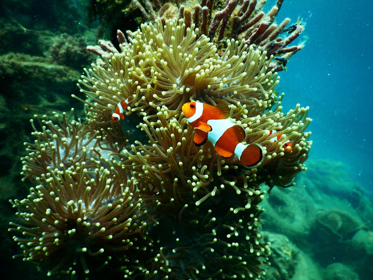 #wisenight #greatbarrierreef #climatechange 
Check out this podcast by Séverine Fourdrilis, a Belgian molecular biologist👩‍🔬: bit.ly/3hFQ39F (French only). Her work on the genetic response🔬🧬 of corals to ocean warming will bring her to 🇦🇺 Australia in the near future.