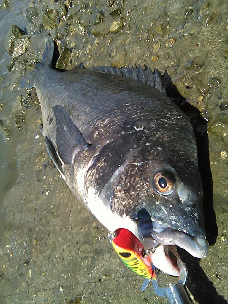 ラパラ使ってみた語ってみた Twitter Search Twitter