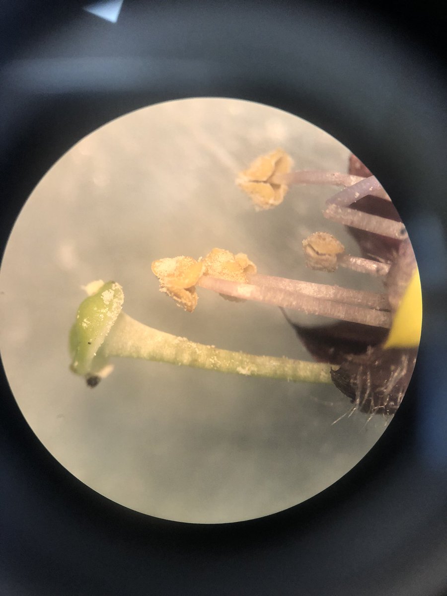 BrandonABrown's tweet photo. Awesome day for the #DonSch Jr. Highs dissecting some flowers and looking at the reproductive structures.

Thank you so much to everyone that sent in some sample. Mr. Brown’s flower garden wasn’t very bountiful this year. 🪴💐🌱 https://t.co/TGZDzxNH6m
