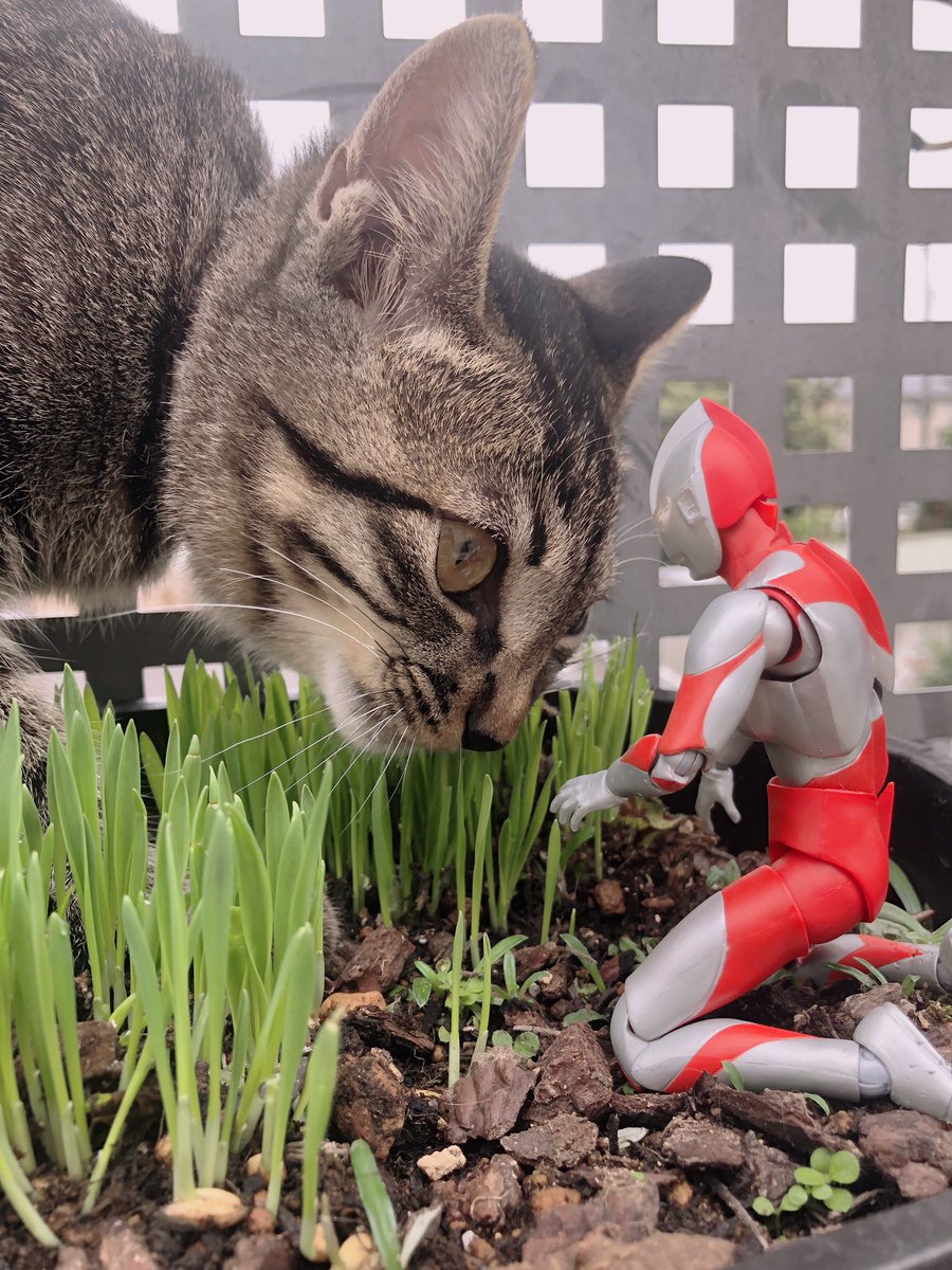 ステネコ成長日記 子猫 ウルトラマン プランターで育てた猫草 美味しそうですね