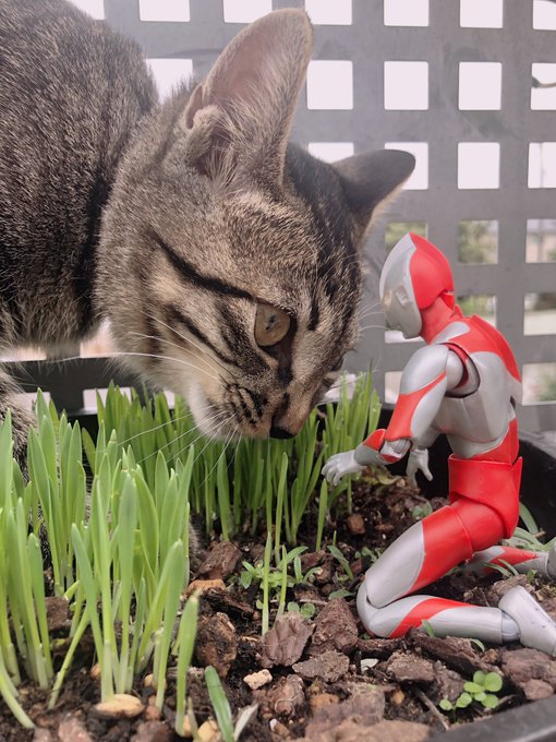 注目・画像ツイート】ULTRAMAN(6ページ目) - アニメレーダー