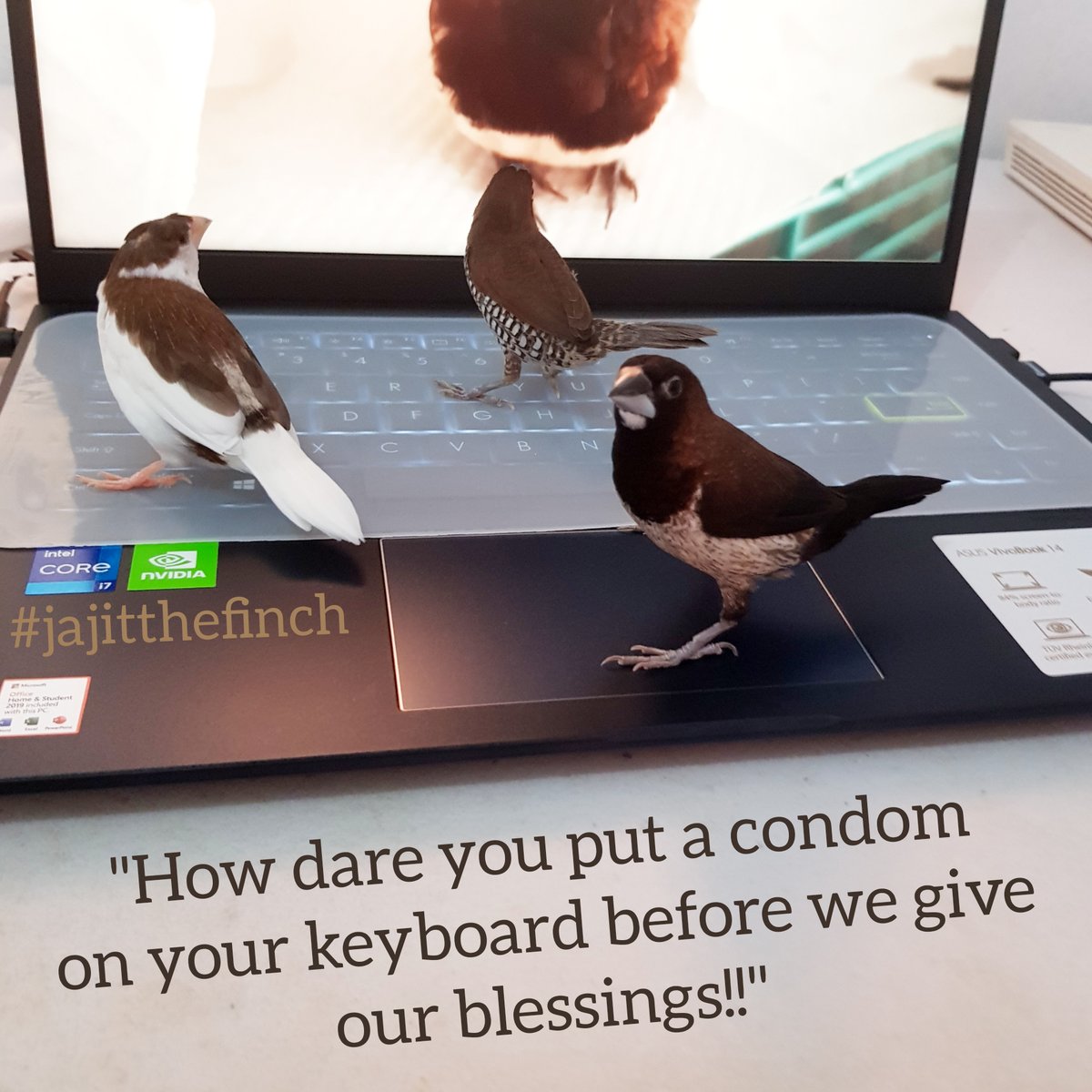 ArtOfEmm's tweet photo. You had 2 days, Jajit. Two whole days!! 😜
#societyfinch #petbird #petfinch #tamedfinch #jajitthefinch https://t.co/hA9DB2xBYn