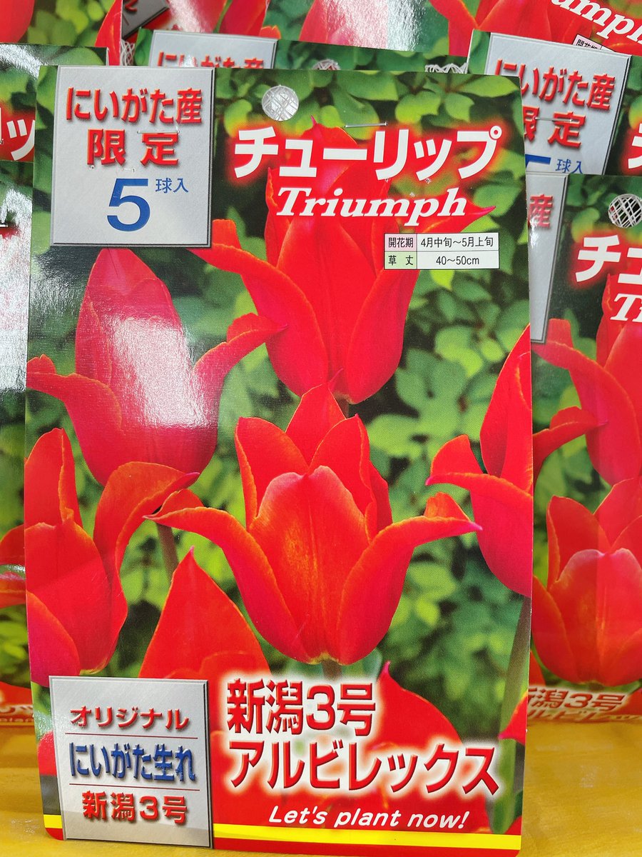 チューリップ 球根 新潟７号 ５球入 ホワイトスワン