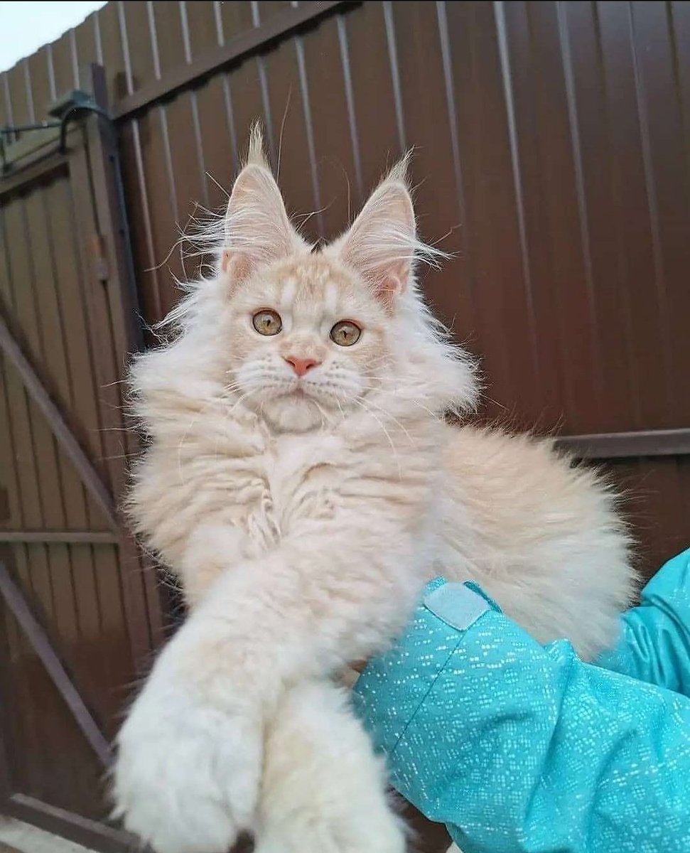 petsfess's tweet photo. kcg! Tunjukin pesona kucing kalian dong 😍😍 https://t.co/bnLlx5S0LY