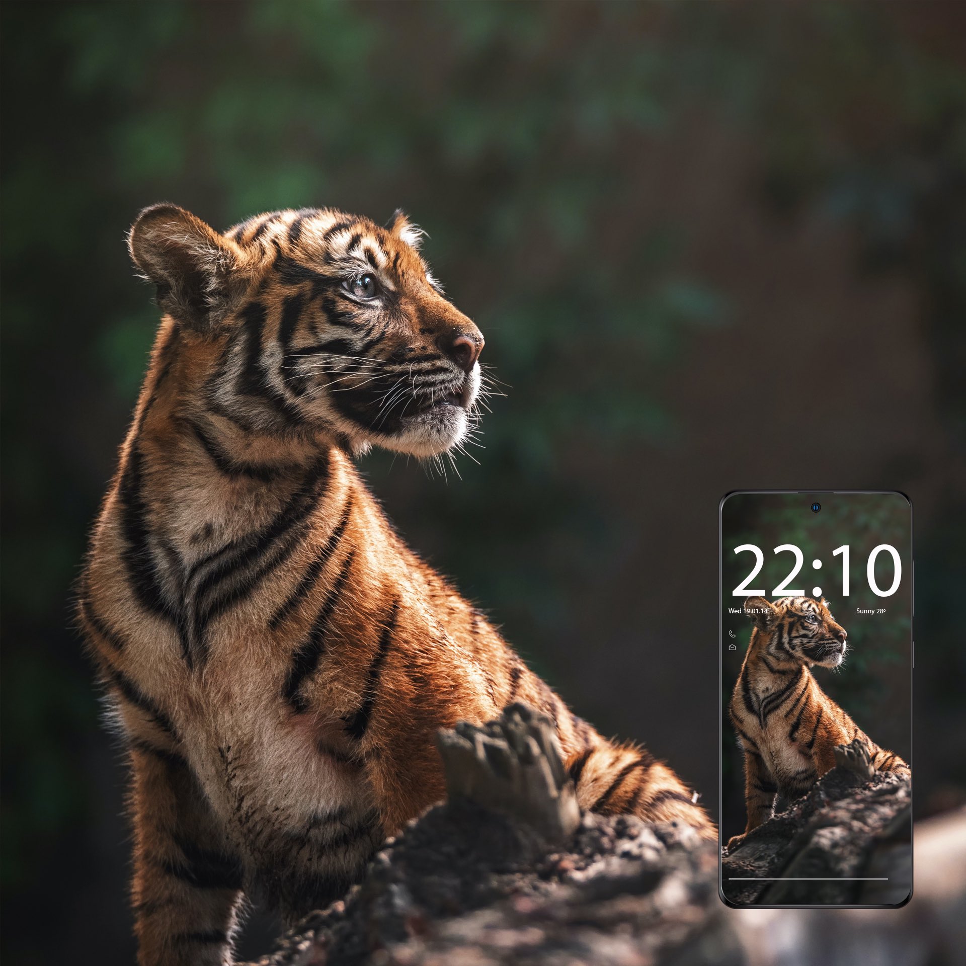 Baby Tiger Wallpaper 3d