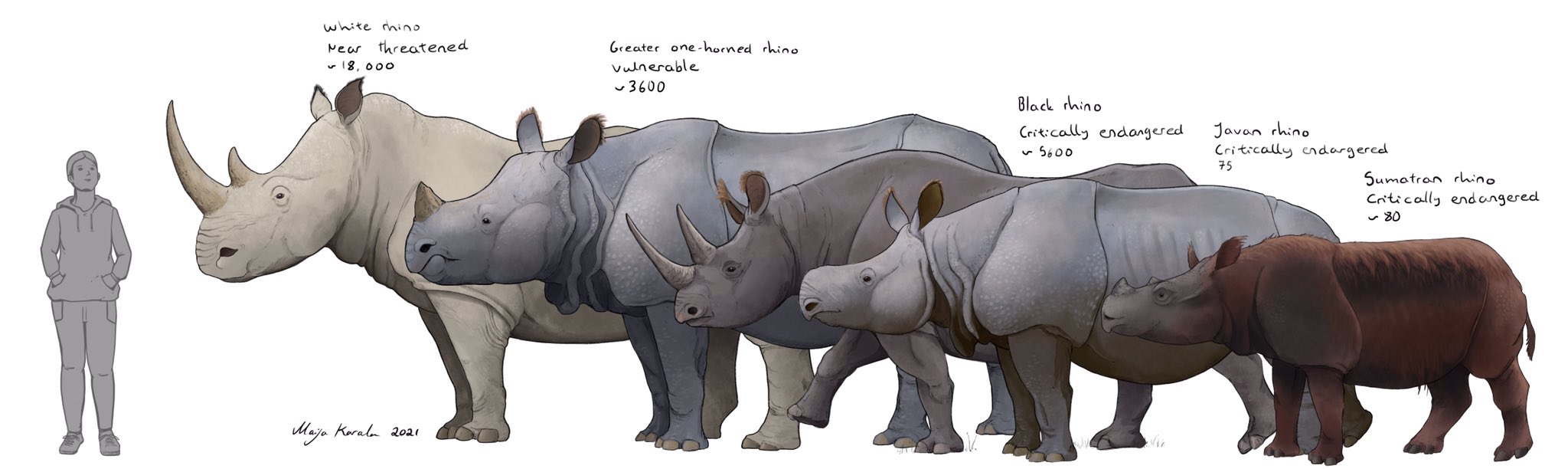 Woolly Rhino Size