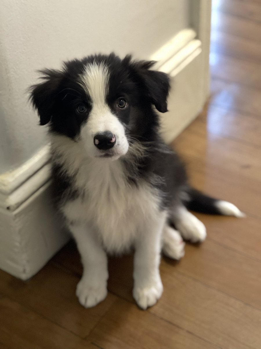 jasonarditi's tweet photo. @bronte__lee Roy meet Clark. Clark is a fan! https://t.co/bKyGztvw4I
