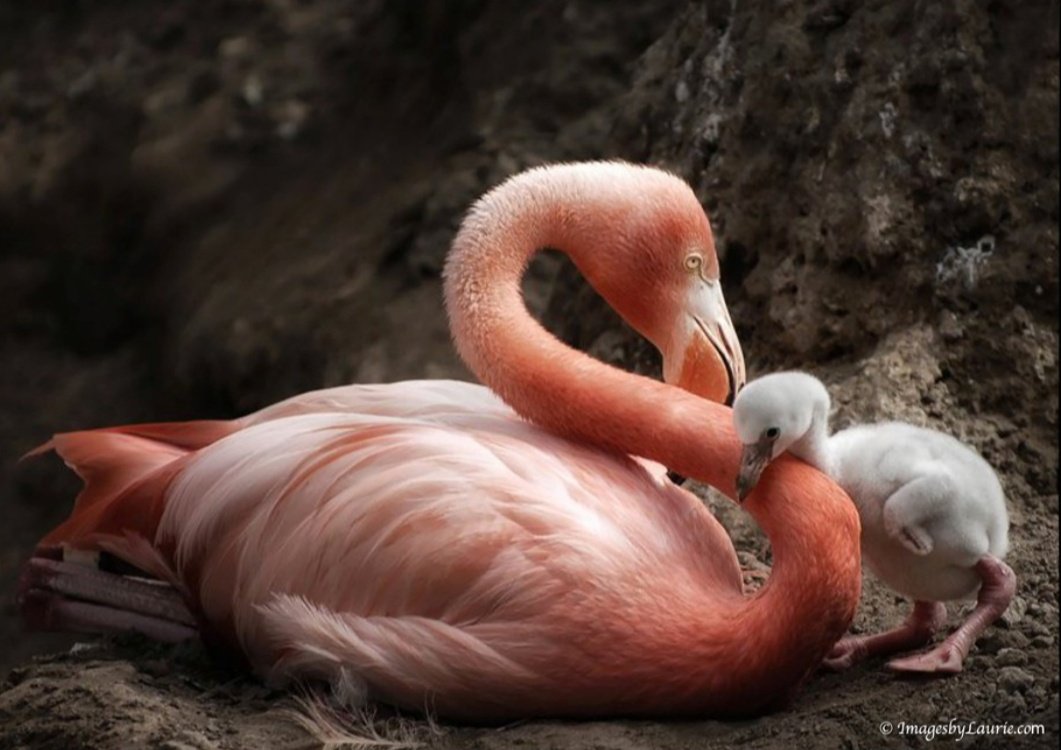 honky_tonk's tweet image. Much love exists on Earth.

地球上には、たくさんの愛情が存在します。
#affection #愛情 #planet_of_love #愛の星
RP @Eriam_A7