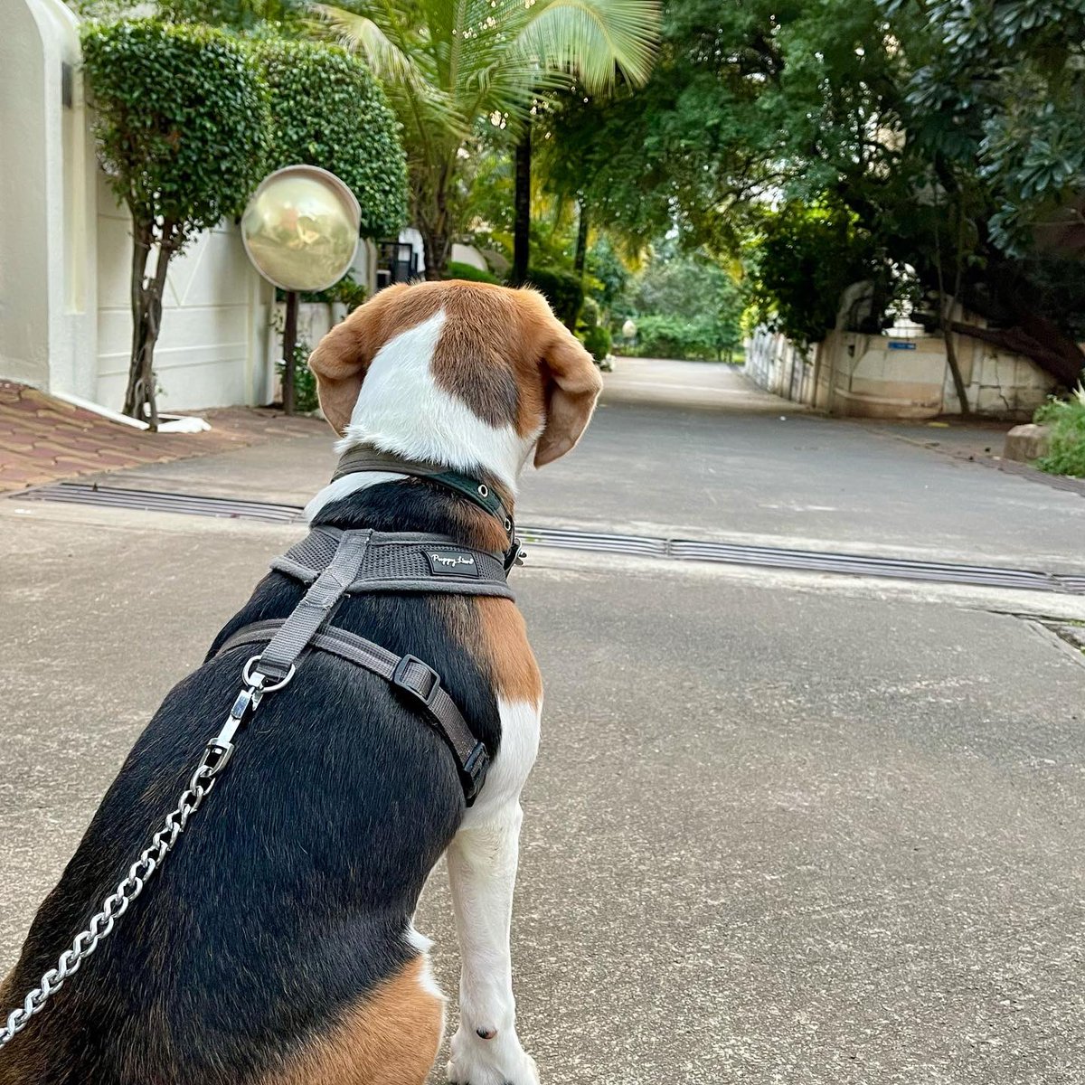 anil_marali's tweet photo. Itβs beautiful βοΈ morning.. walking with SimbaπΆΒ
https://t.co/w9iNDM5Sve
#SimbaMarali #beagle #beagleindia #beaglesofinstagram #beaglelife #beaglesoftwitter #beagleworld #beaglelover #doglife #beagleoftheday #beagleboy #dog #doglover #dogsofinstagram #Simba #dogoftheday https://t.co/NLHByULHWD