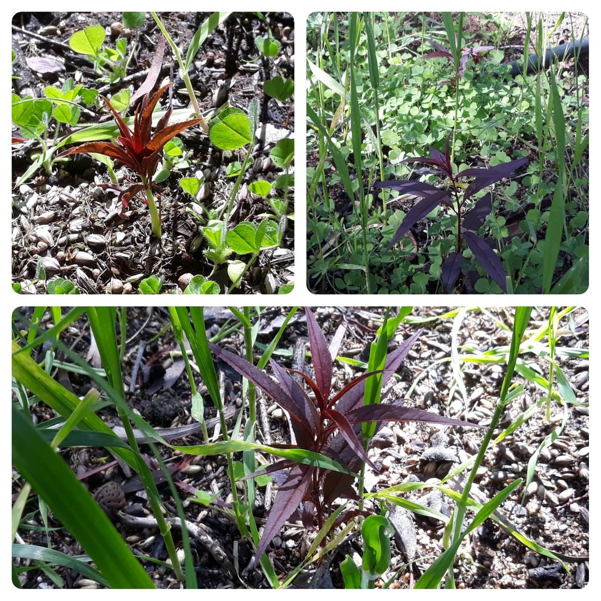 16forbs's tweet photo. After our bumper black peach harvest over summer, I tossed the stones in Yard #2 for the chickens to scatter and till. 

With the chickens now in Yard #3, dozens of seedlings are appearing in the Spring. 

#FMNR ––> #CMNR (Chicken Managed Natural Regeneration)

@FMNRHub https://t.co/iZblqBqCzY