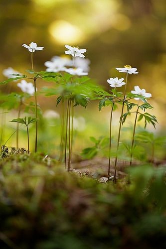 La gente pierde la salud  para juntar dinero,
luego pierden dinero para recuperar su salud; 
y por pensar ansiosamente en su futuro, olvidan su presente;
viven como si nunca  vayan a morir y mueren como si no hubiesen vivido..