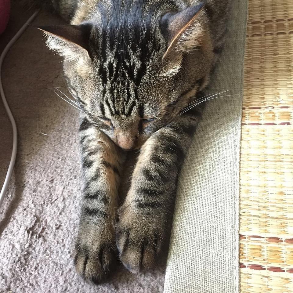 謝罪する猫 Twitter Search Twitter