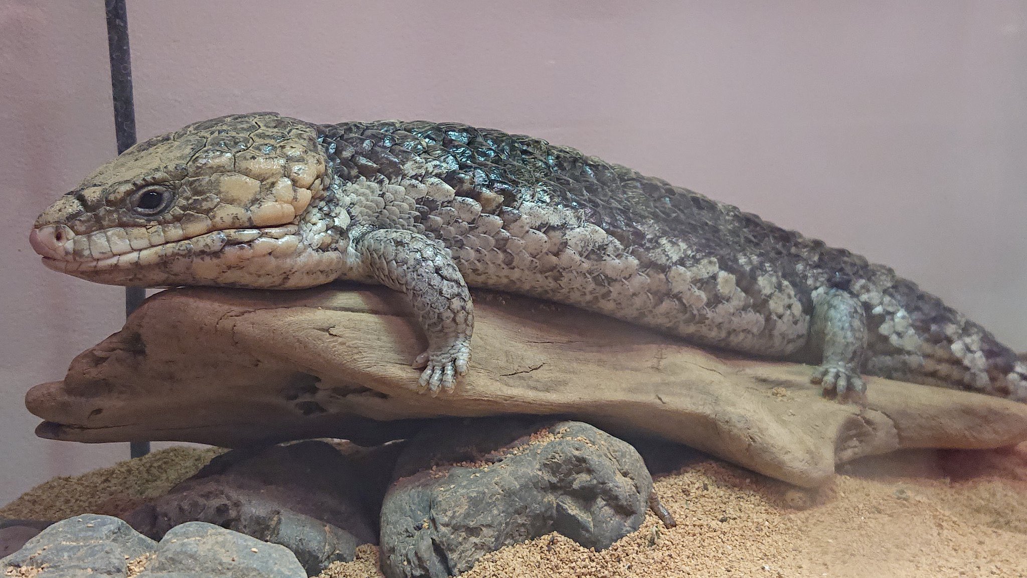 フクロウと爬虫類のいるカフェ Hachu Melt はちゅメルト 福岡天神 拡散希望 重大なお知らせ 9 17 金 今朝方アルマジロトカゲ ペア とニシマツカサトカゲが盗まれる事件が起こりました アルマジロトカゲとニシマツカサトカゲの販売情報など